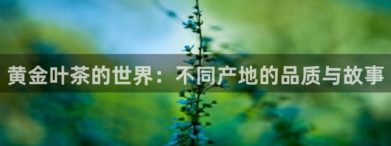 安信安盈12最新消息
