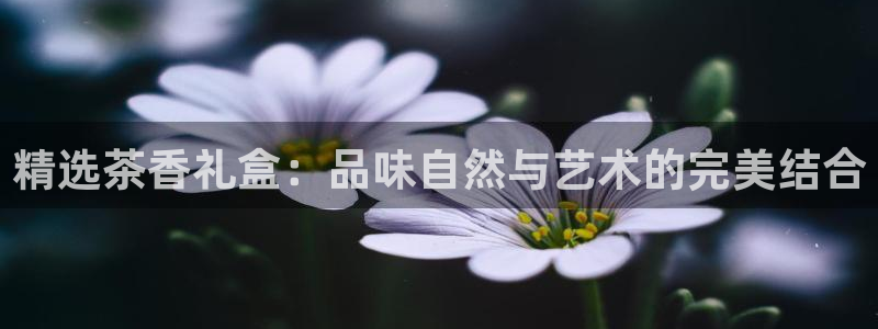 安信12平台介绍