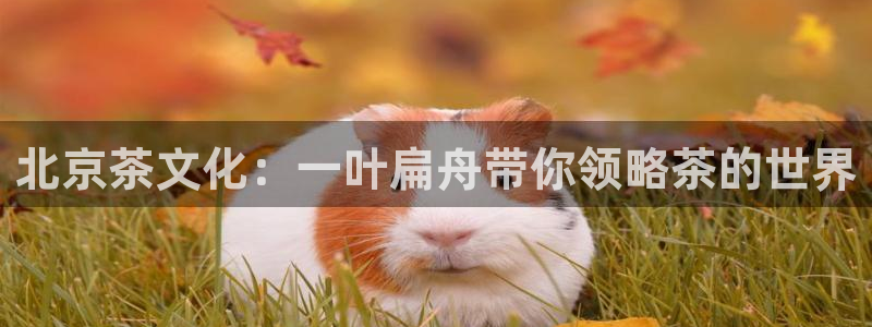 安信12娱乐主管