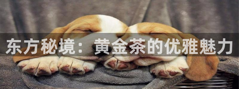 安信12娱乐主管