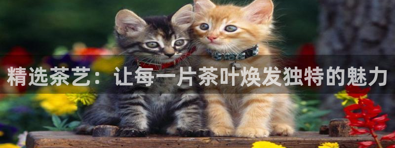 安信12如何开代理